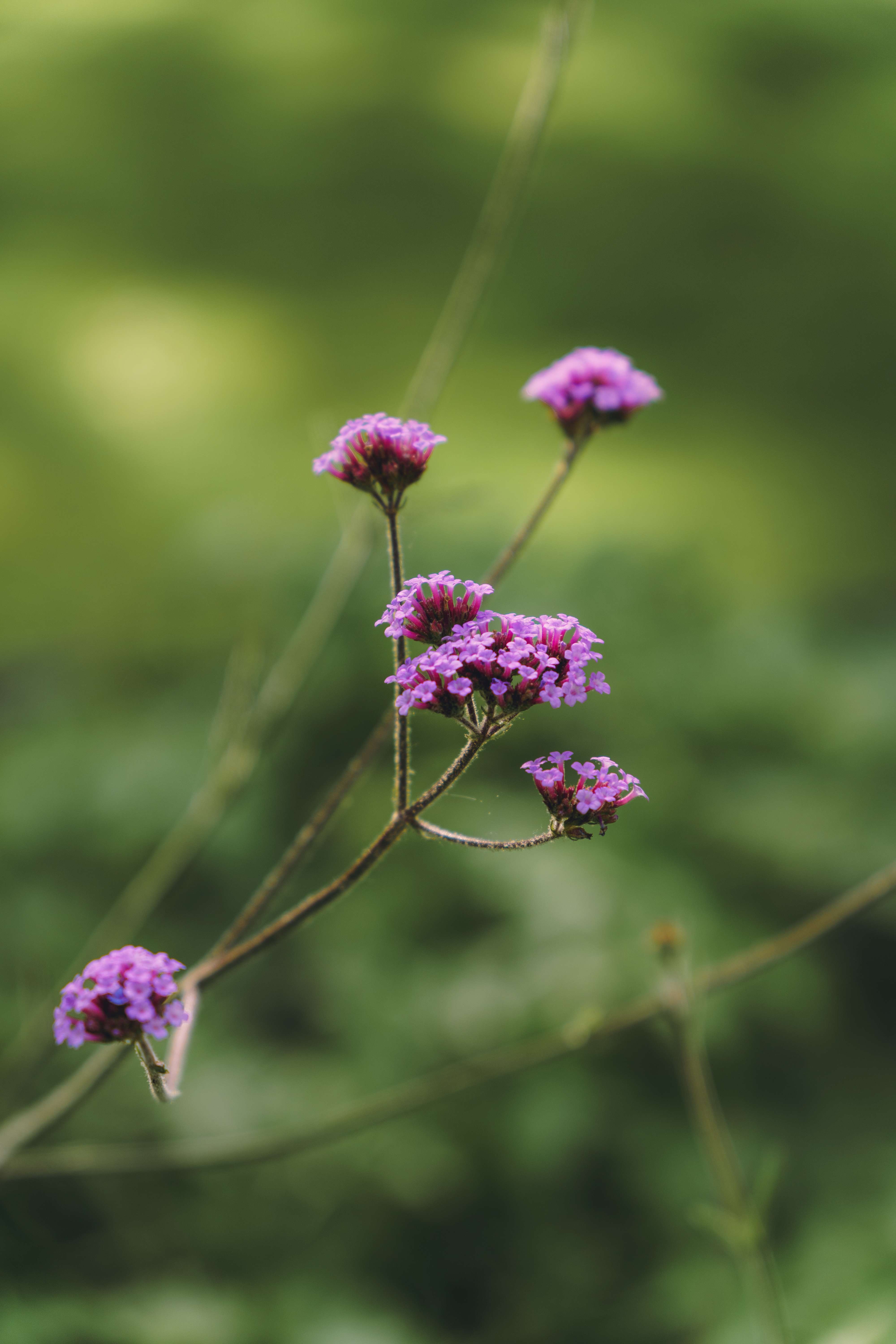 Purple Flower